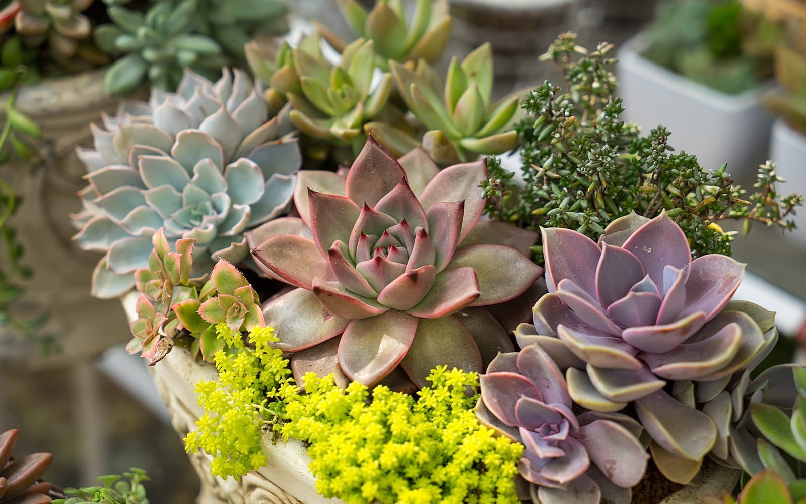 Are Cactus Toxic to Cats?  Wekiva Foliage