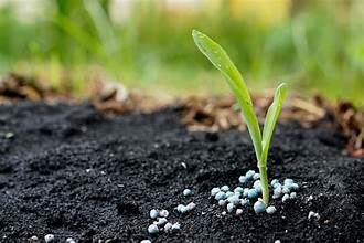 The Best Fertilizers for Indoor Plants and How to Use Them  Wekiva Foliage