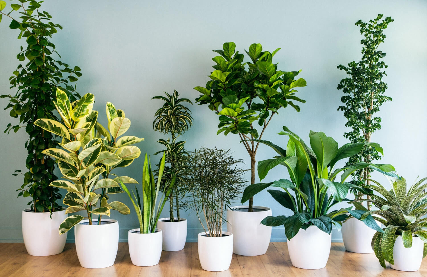 indoor plant food liquid Indoor Plant Food  Odourless Liquid Fertiliser