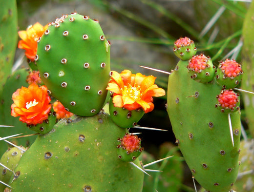When Do Cacti Flower? A Seasonal Guide to Their Stunning Blooms