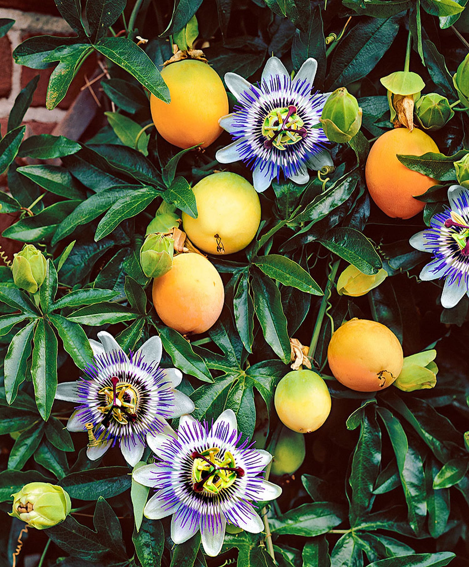 What Does Passion Fruit Plant Look Like?  Wekiva Foliage