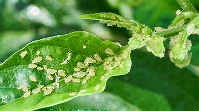 Are Houseplant Bugs Dangerous?  Wekiva Foliage