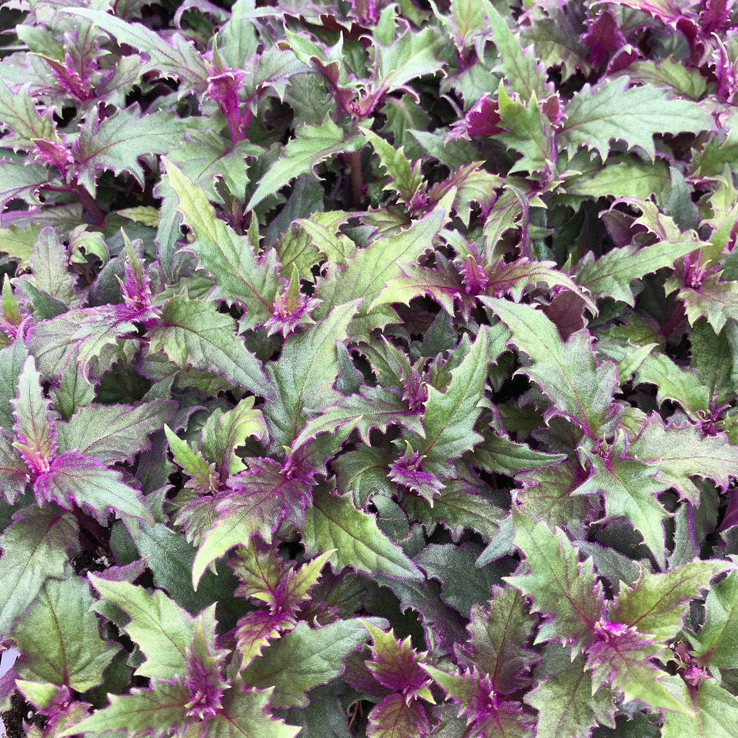 5 Reasons Gynura Aurantiaca Is the Crown Jewel of Indoor Plants  Wekiva  Foliage