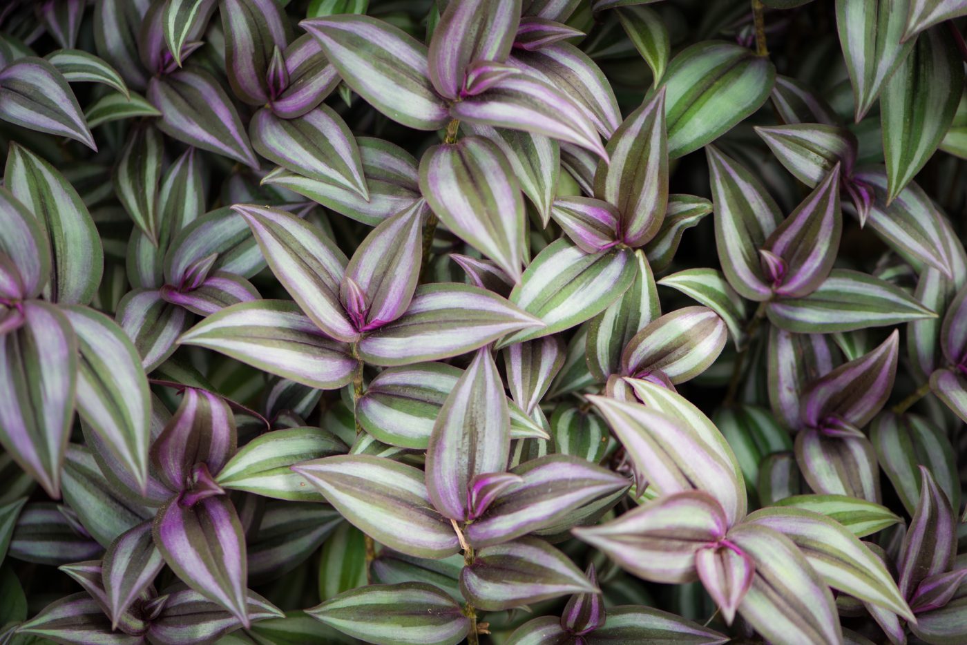 Wandering Jew Houseplant Care: A Comprehensive Guide  Wekiva Foliage