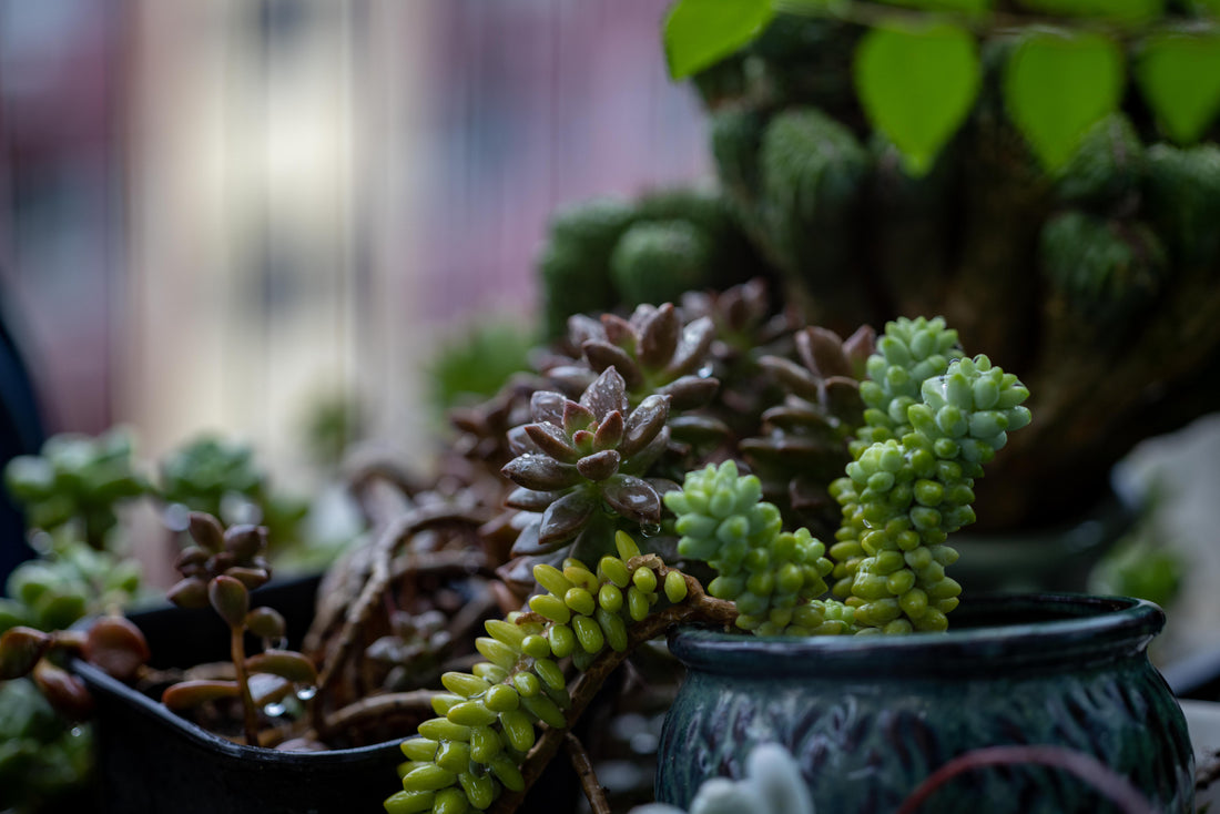The Dark Side of Houseplants: Myths, Misconceptions, and Hidden Truths