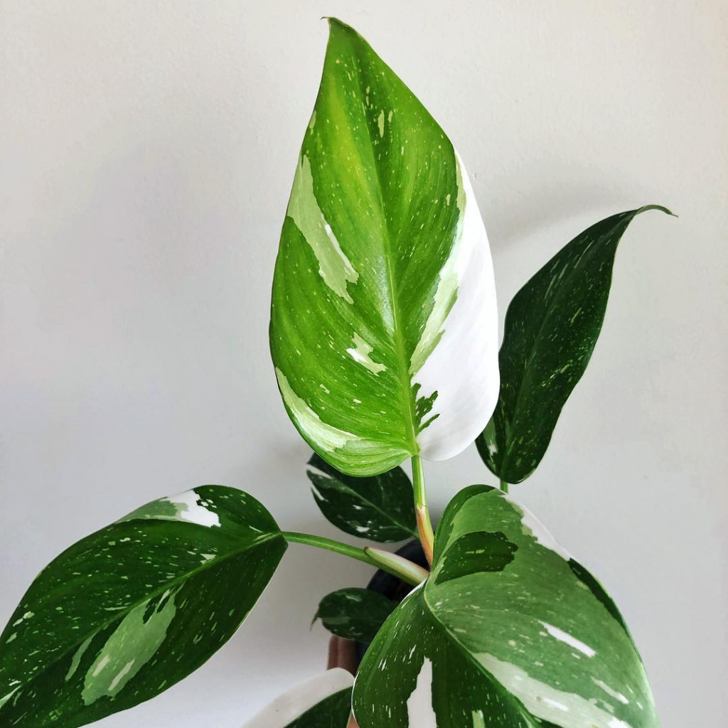 großer philodendron Philodendron Melanochrysum – Foliage Dreams