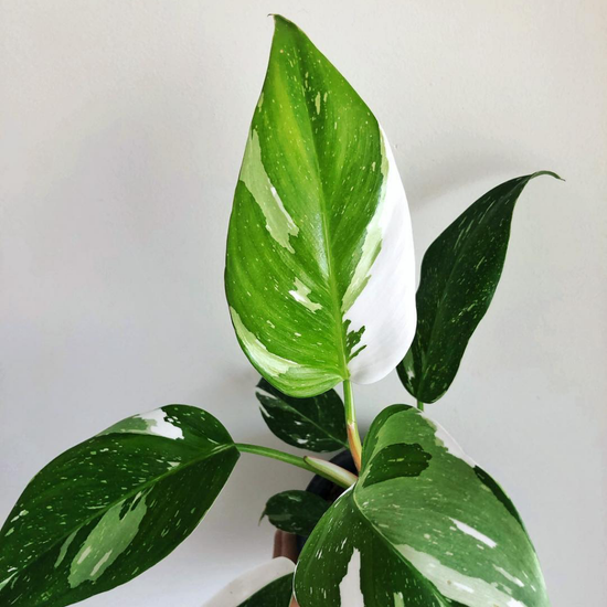 How to Care for Your White Princess Philodendron: A Comprehensive Guide