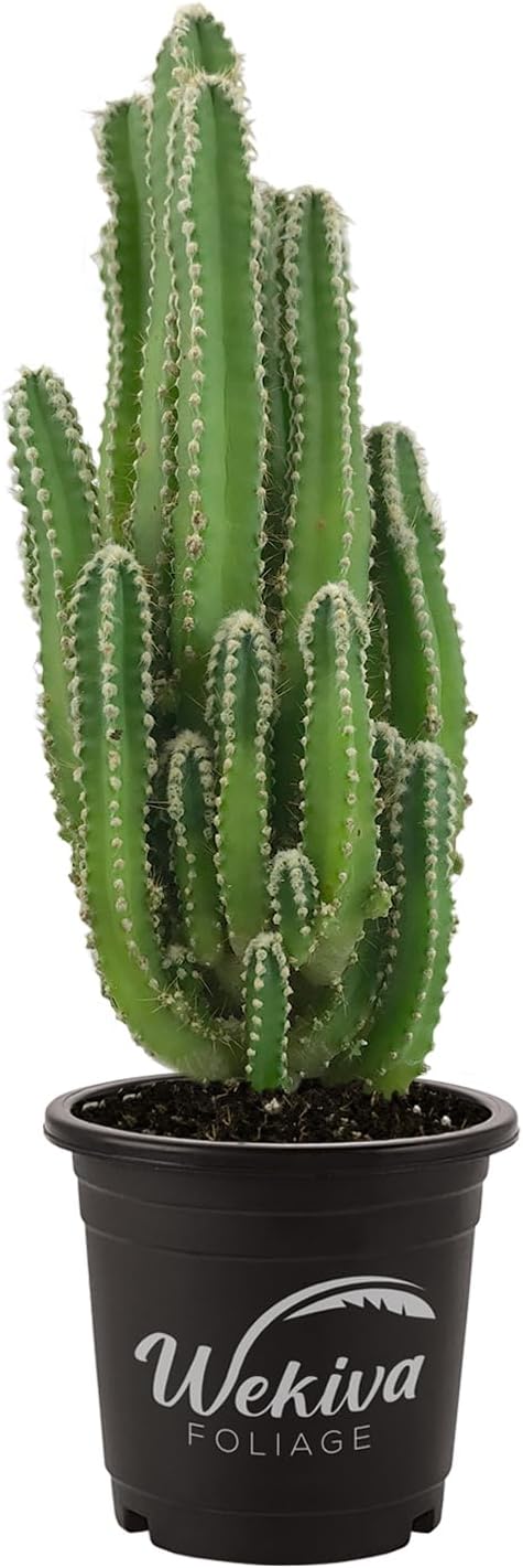 fairy castle succulent Fairy Castle Cactus - Live Plant in a 3 Inch Pot - Cereus Tetragonus