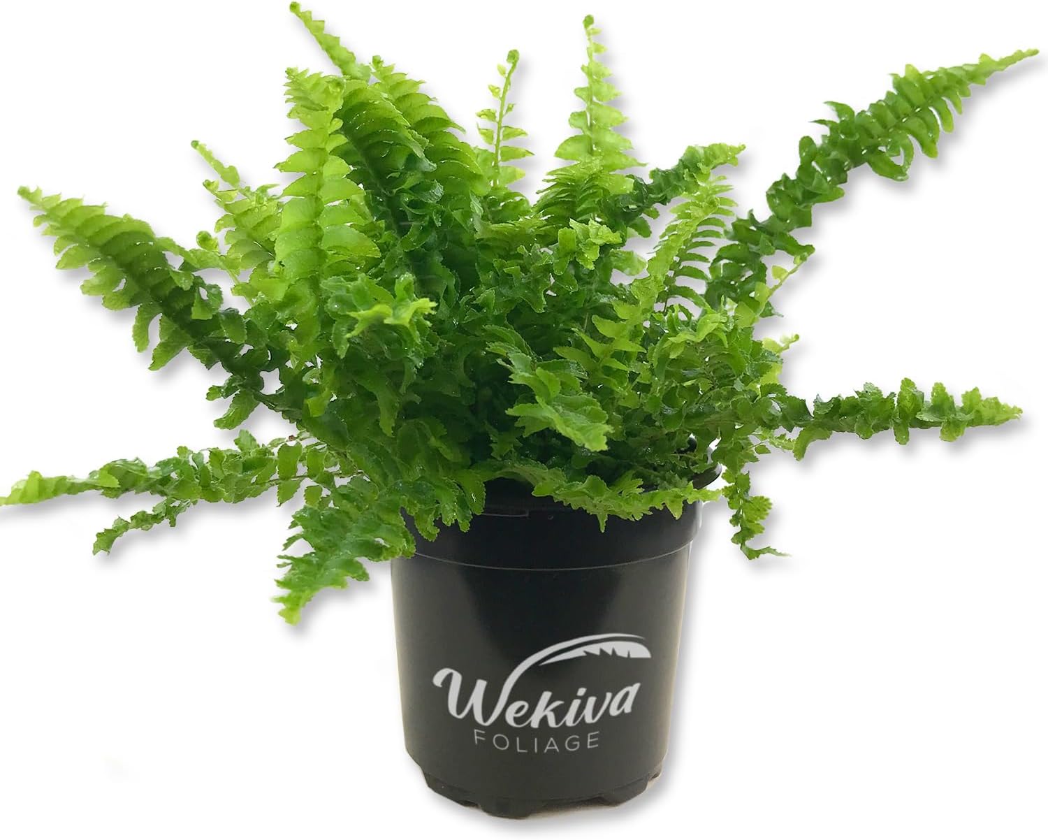 Monthly Plant Subscription Box – Curated Live Houseplants Handpicked Just for You – Delivered to Your Door – Perfect Gift for Home Decor & Plant Lovers