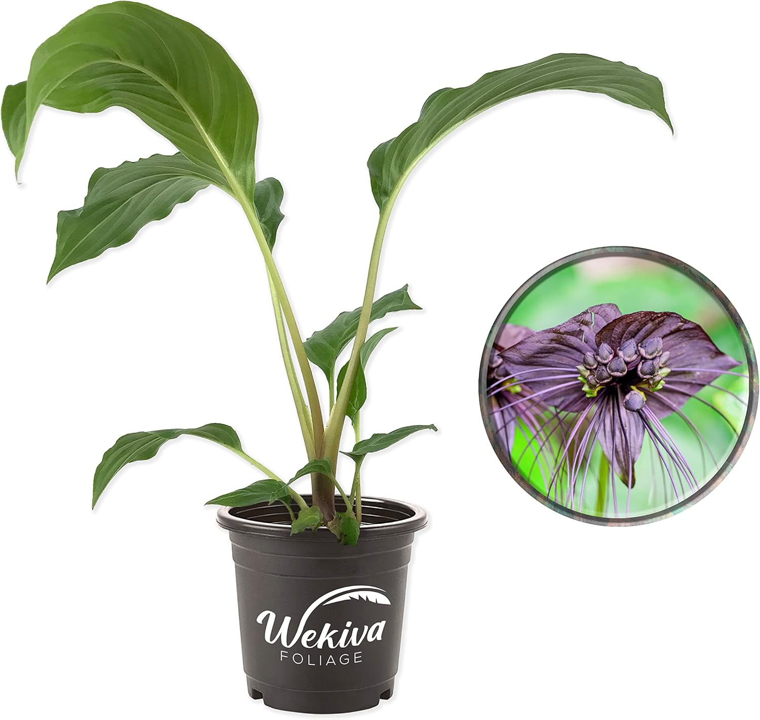 Monthly Plant Subscription Box – Curated Live Houseplants Handpicked Just for You – Delivered to Your Door – Perfect Gift for Home Decor & Plant Lovers