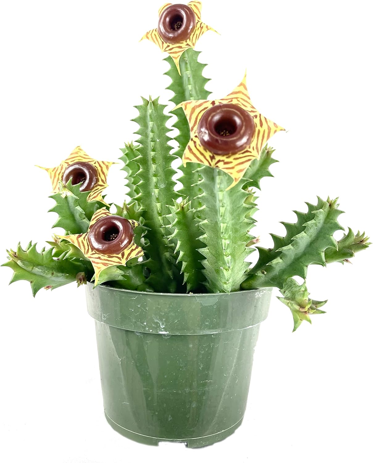 Monthly Plant Subscription Box – Curated Live Houseplants Handpicked Just for You – Delivered to Your Door – Perfect Gift for Home Decor & Plant Lovers