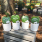 Hoya Message Plant - Hoya Kerrii Heart - Live Plant in a 2 Inch Pot - Hoya Kerrii - Rare Cactus Succulent from Florida