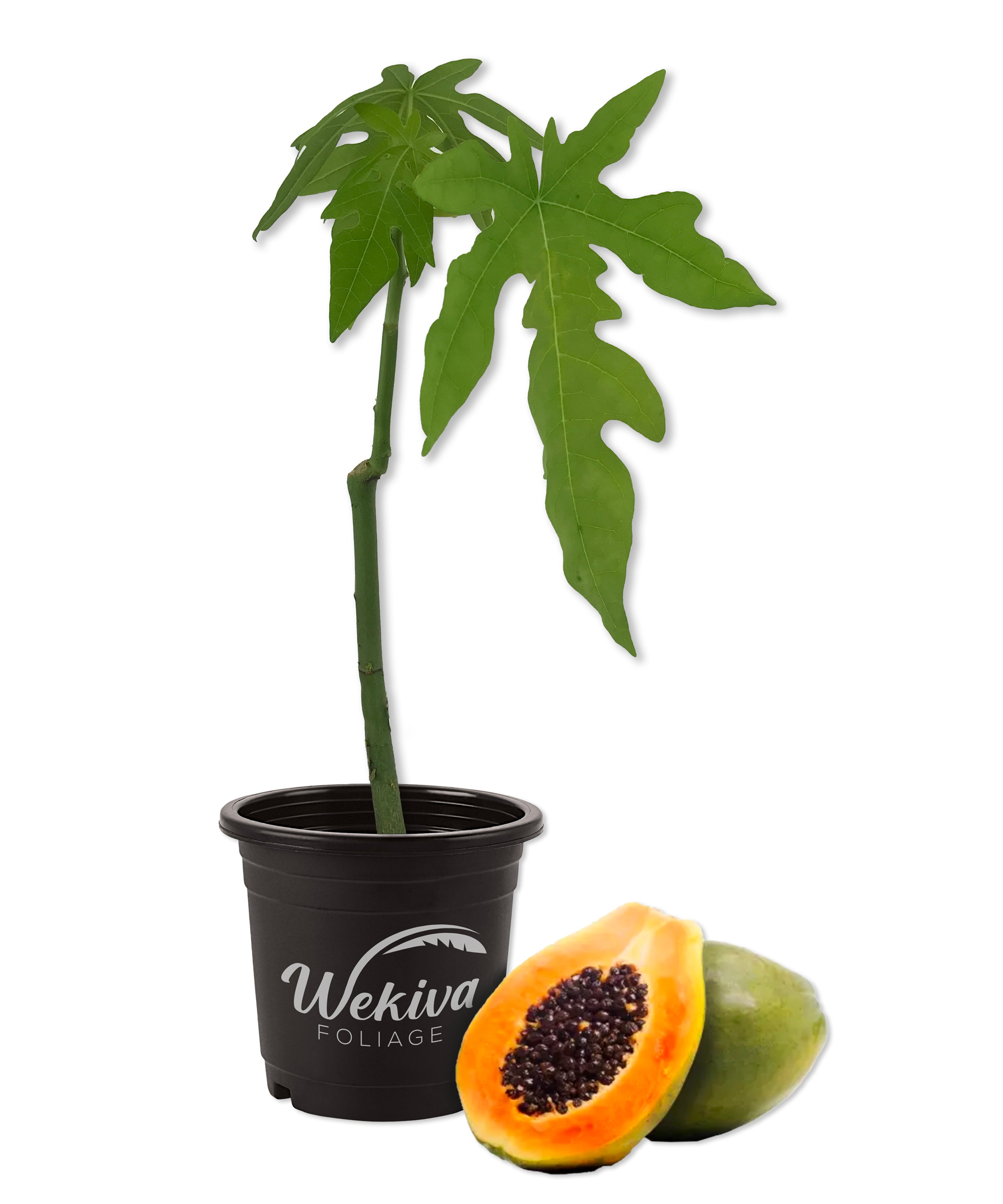 indoor papaya plant Papaya Tree - Live Plant in a 4 Inch Pot - Variety Grower's Choice Based on Health, Season and Availability