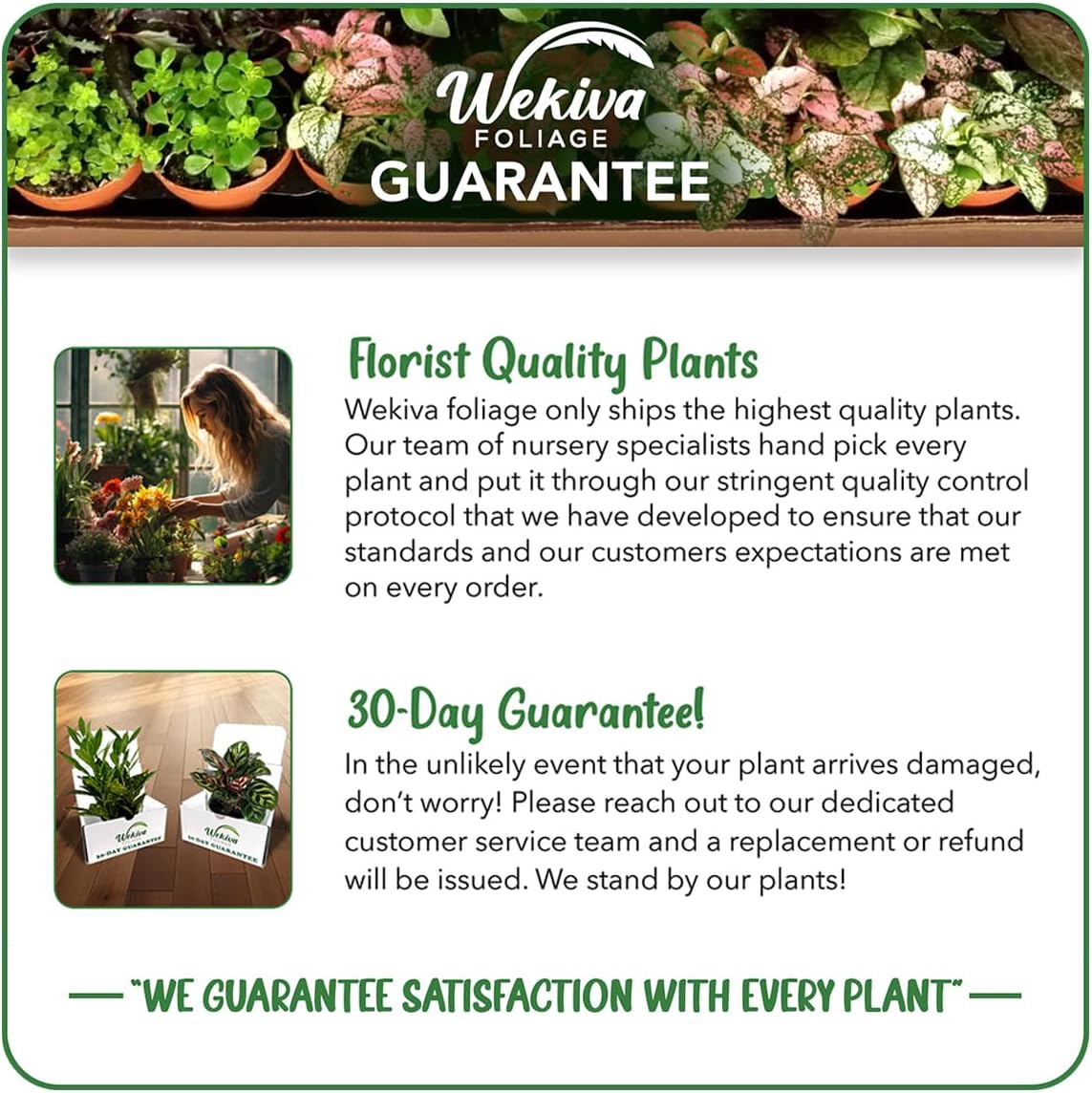 Monthly Plant Subscription Box – Curated Live Houseplants Handpicked Just for You – Delivered to Your Door – Perfect Gift for Home Decor & Plant Lovers