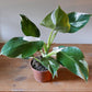 White Knight Philodendron - Live Plant in a 4 Inch Nursery Pot - Philodendron Erubescens ‘White Knight ’ - Extremely Rare Indoor Houseplant