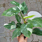 White Knight Philodendron - Live Plant in a 4 Inch Nursery Pot - Philodendron Erubescens ‘White Knight ’ - Extremely Rare Indoor Houseplant