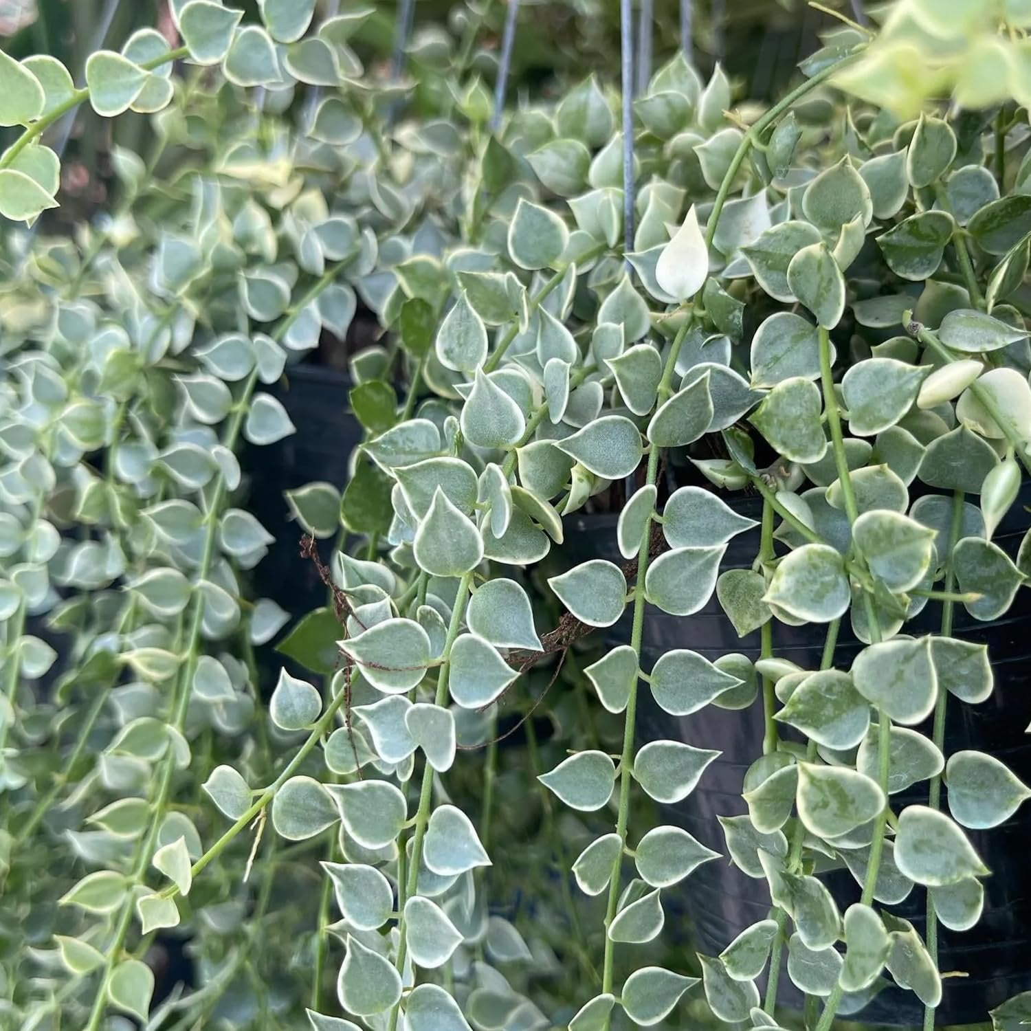 million hearts succulent Million Hearts Plant - Variegated - Live Starter Plants in 2 Inch Grower's Pots - Dischidia Ruscifolia Variegata
