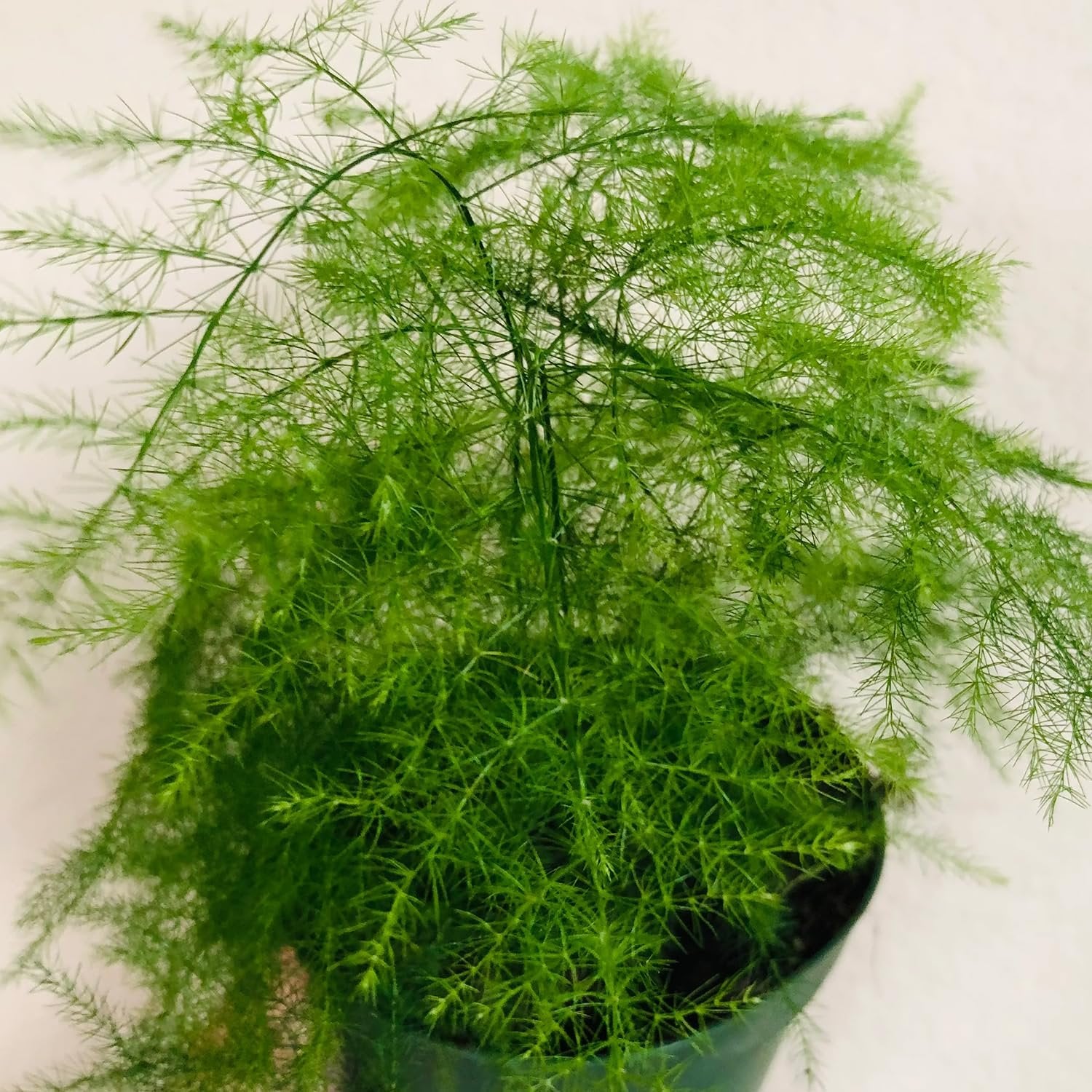 asparagus plant in pot Plumosa Fern - Live Starter Plants in 4 Inch Grower's Pots