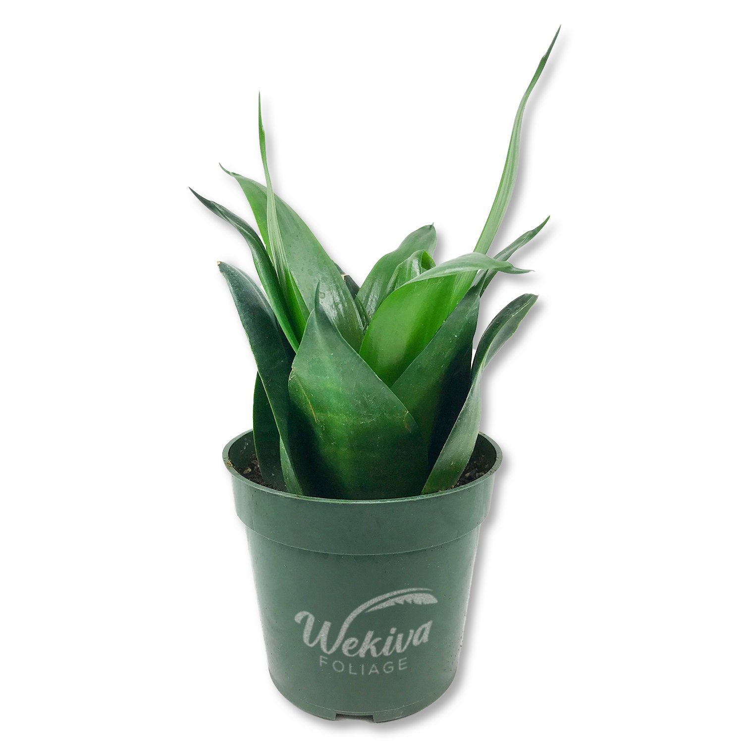 snake plant black jade Black Jade Snake Plant - Live Plants in 4 Inch Growers Pots - Sansevieria Trifasciata 'Black Hahnii'