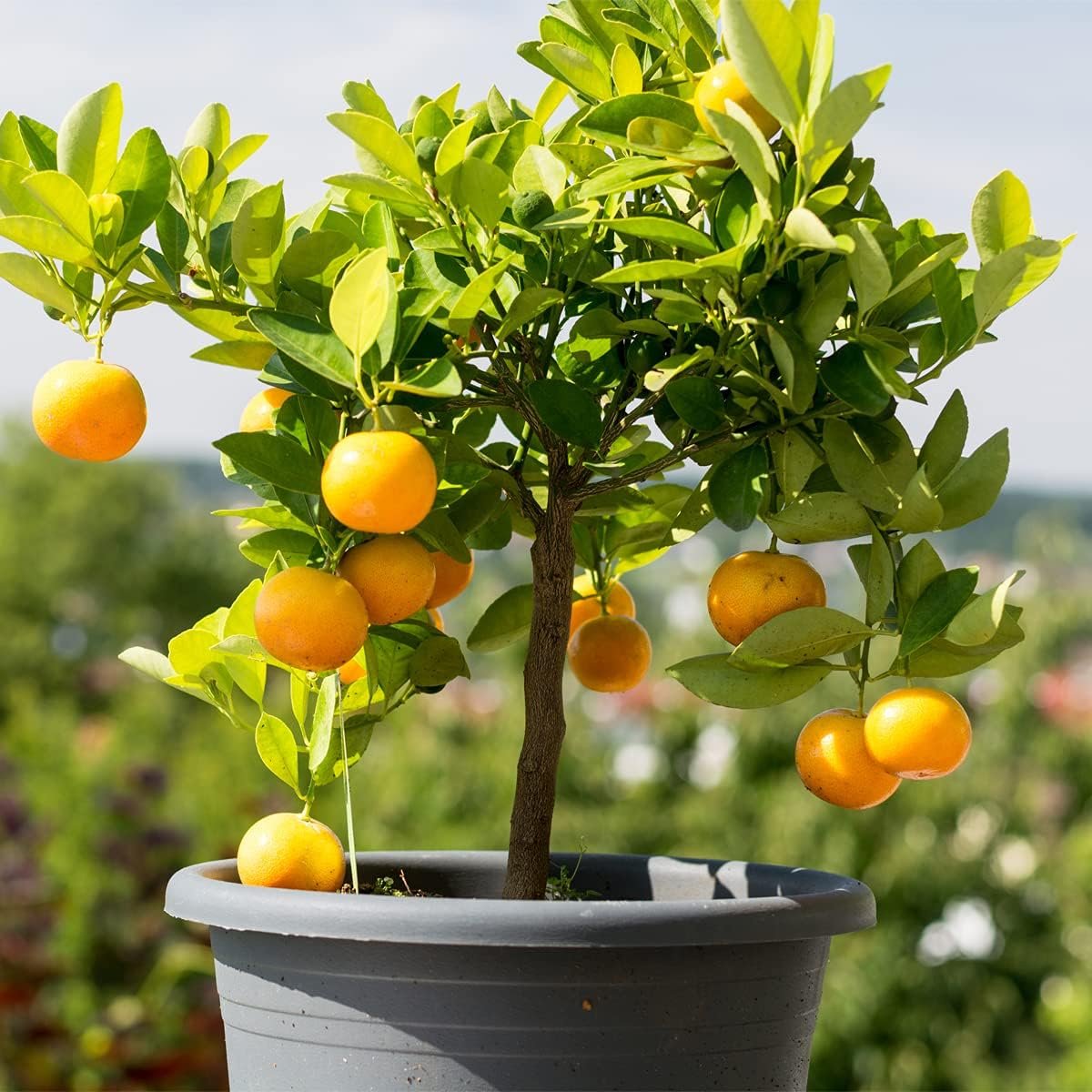 plant orange tree in pot Wekiva Foliage Navel Orange Tree-Live Plant in a 5 Gallon Pot-Florida Only-Cannot Ship Out of Florida-Beautiful Fruit Tree