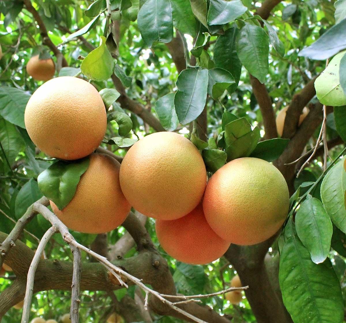 grapefruit plant in pot Star Ruby Grapefruit Tree - Live Plants in 1 Gallon Pots - Florida Only