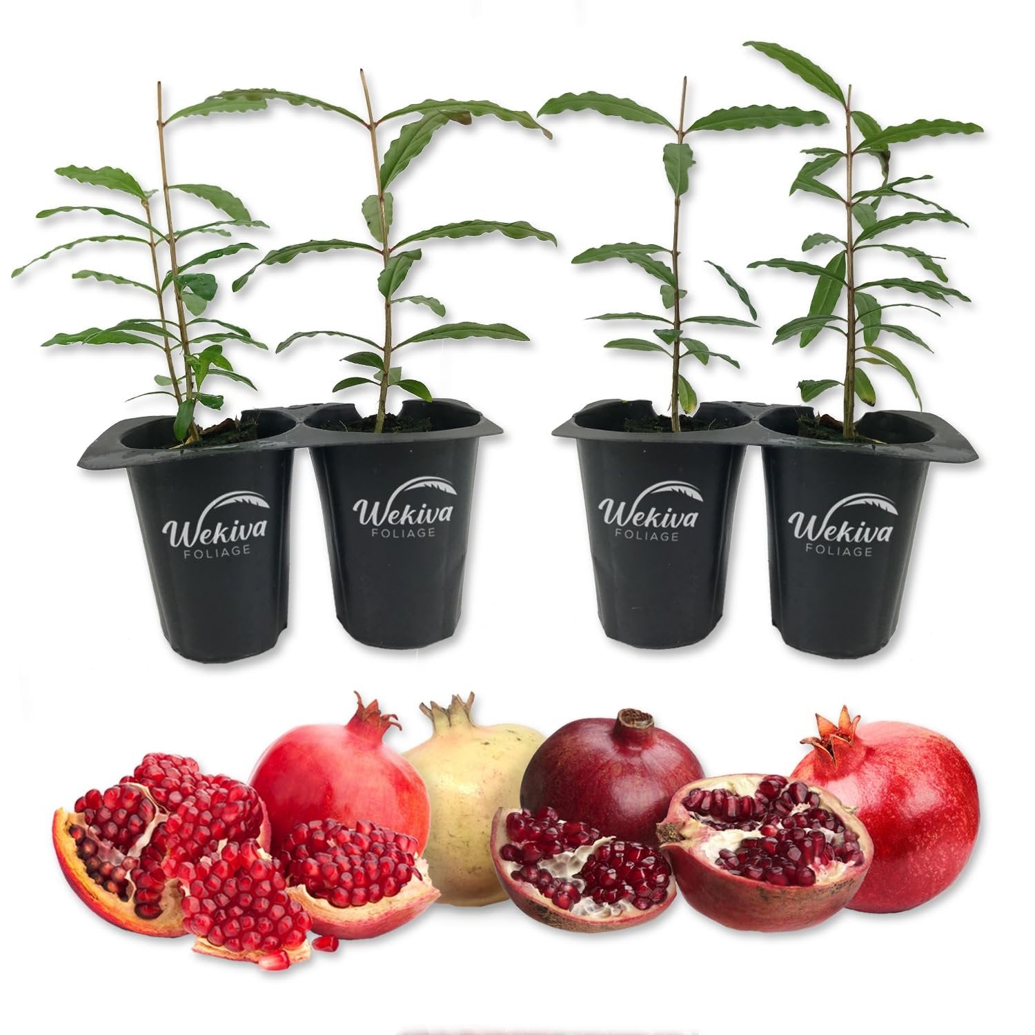 Pomegranate Tree - 4 Live Starter Plants