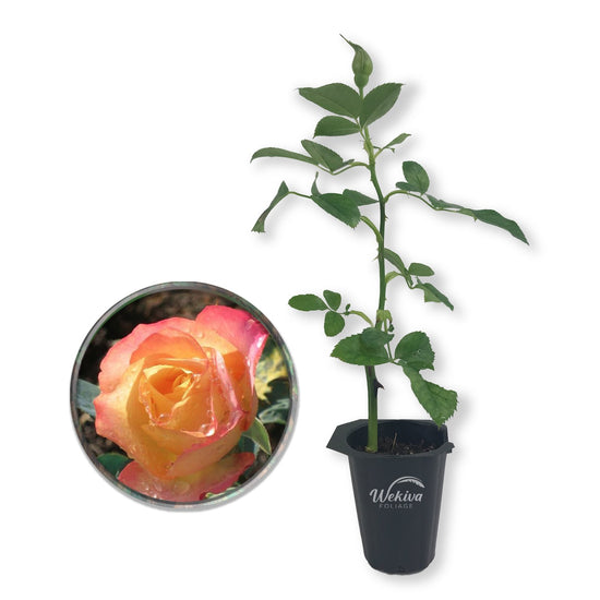 About Face Rose Bush - Live Starter Plants in 2 Inch Pots - Beautifully Fragrant Rose from Florida - A Versatile Beauty with a Rich Fragrance