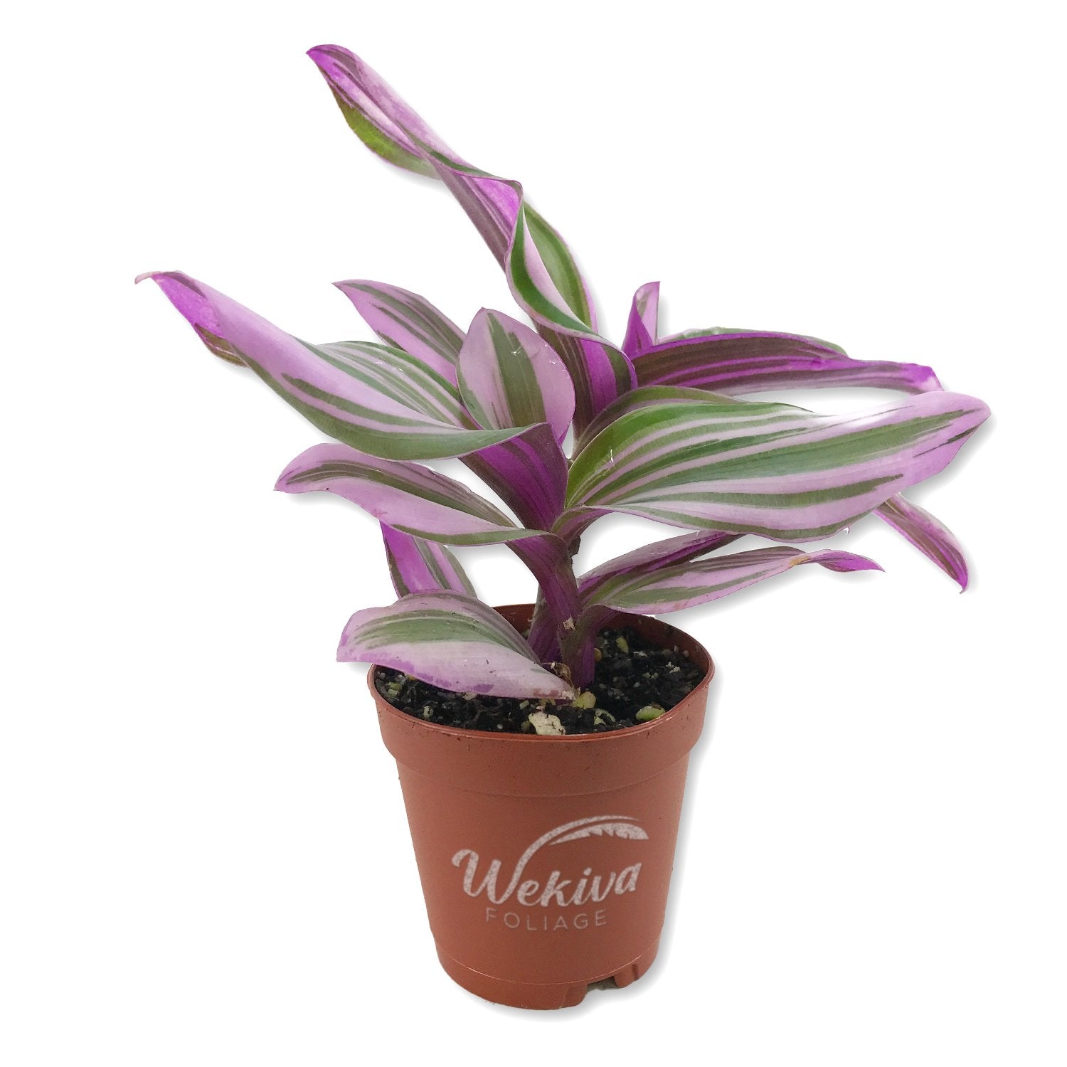 wandering house plants Tradescantia Wandering Jew - Live Plant in a 2 Inch Pot
