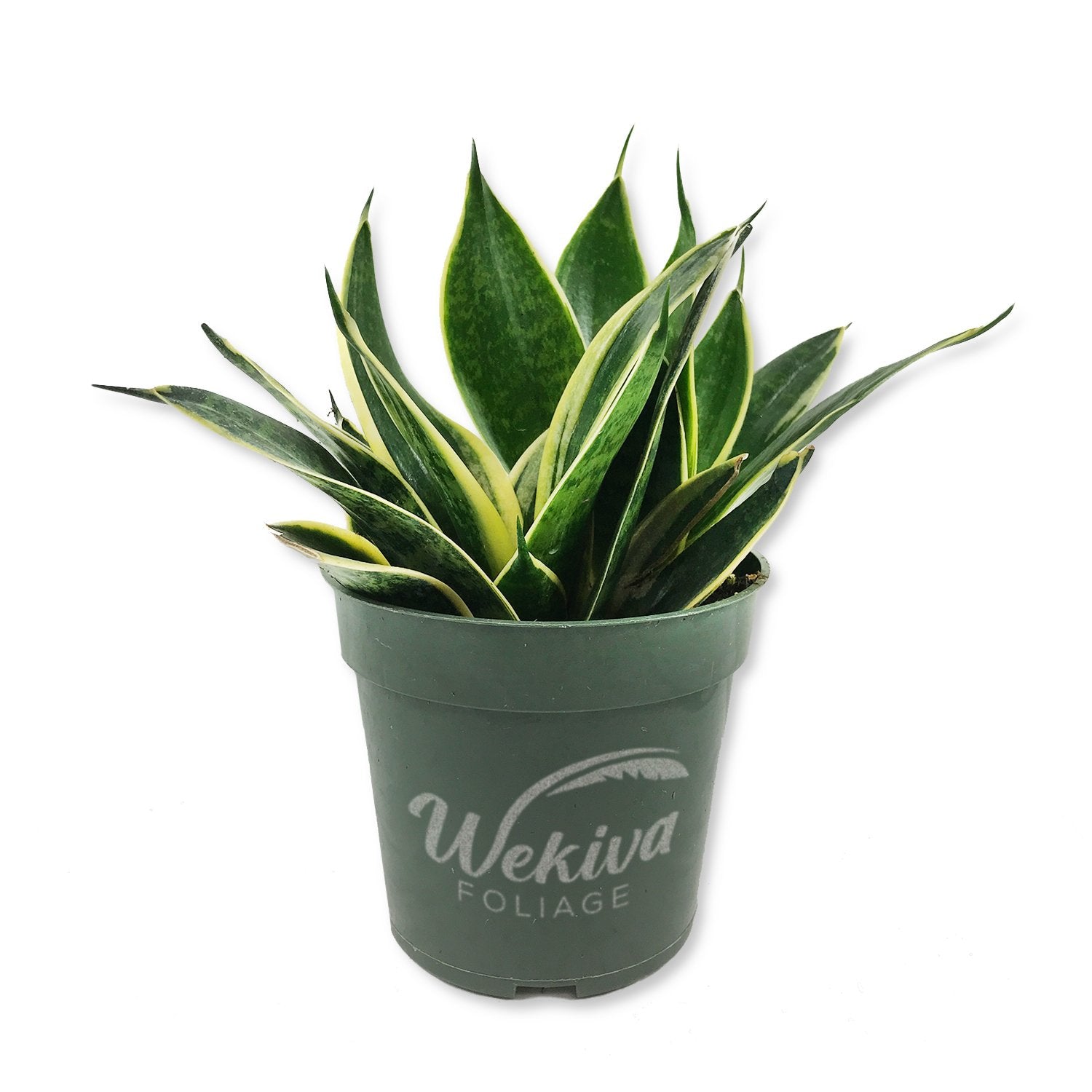 where to buy live snake plant near me Wekiva Foliage Lotus Snake Plant-1 Live Plant in a 4 in. Growers Pots-Sansevieria Trifasciata 'Lotus Hahnii'-Indoor Houseplants