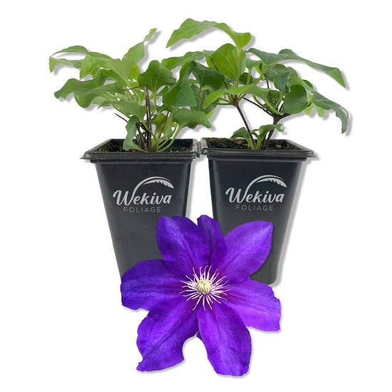 Clematis Duchess of Cornwall - Live Starter Plants in 2 Inch Growers Pots - Starter Plants Ready for The Garden - Rare Clematis for Collectors
