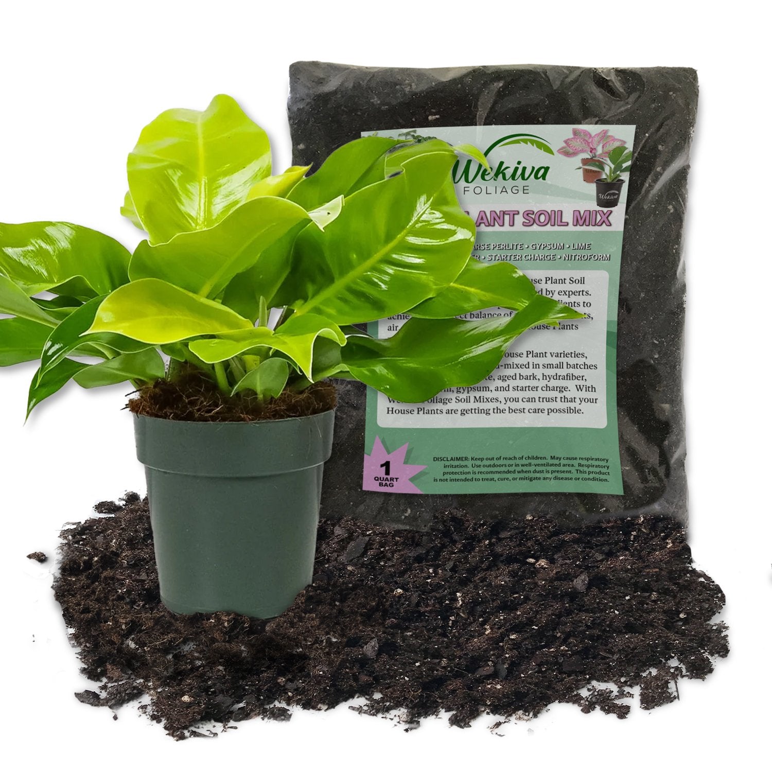 philodendron moonlight soil Philodendron Moonlight Soil Mix Combo - Live Plant in a 4 Inch Pot with 1 Quart HousePlant Soil Mix