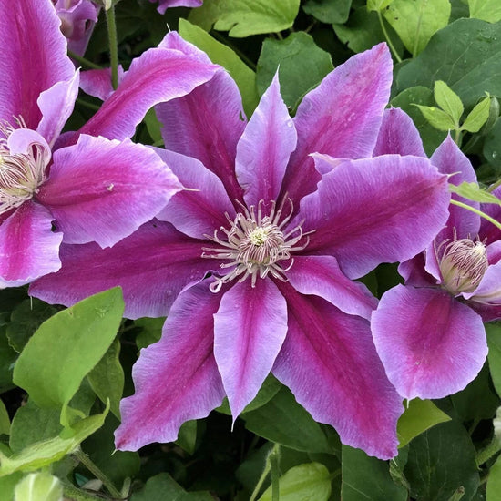 Clematis Dr. Rupple - Live Plants in 3.5 Inch Growers Pots - Bold and Beautiful Starter Flowering Vine Ready for The Garden