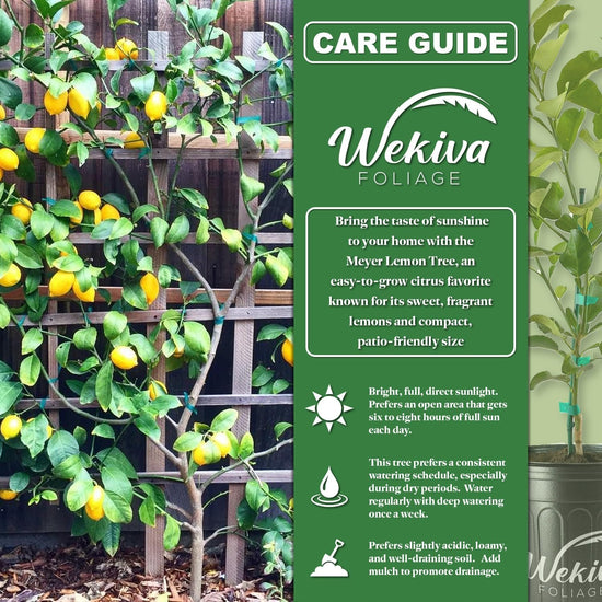 Meyer Lemon Tree - Live Plants in 1 Gallon Pots - Florida Only - Beautiful Fruit Bearing Citrus for Patio and Garden