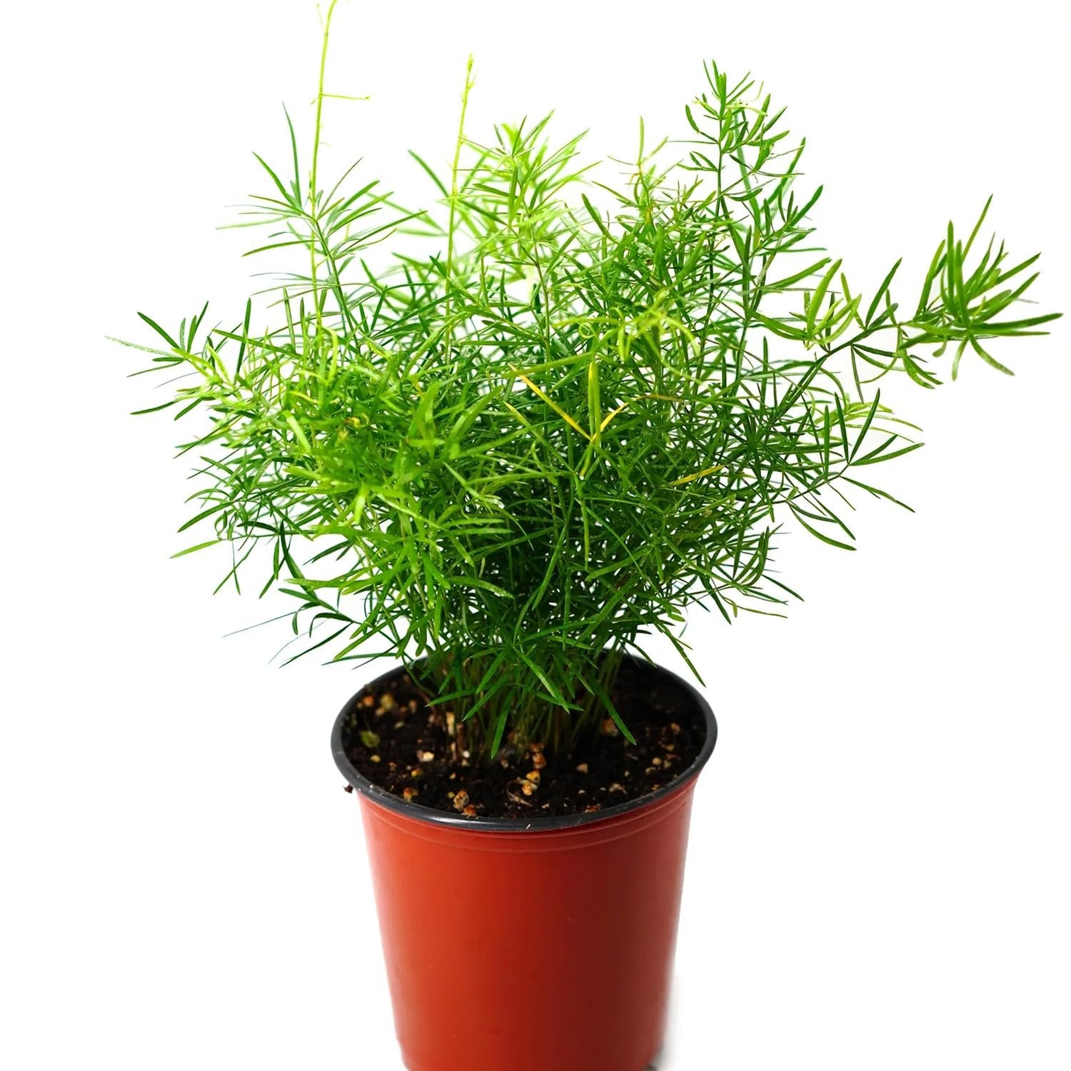 asparagus plant pot Sprengeri Fern - Live Starter Plants in 4 Inch Grower's Pots