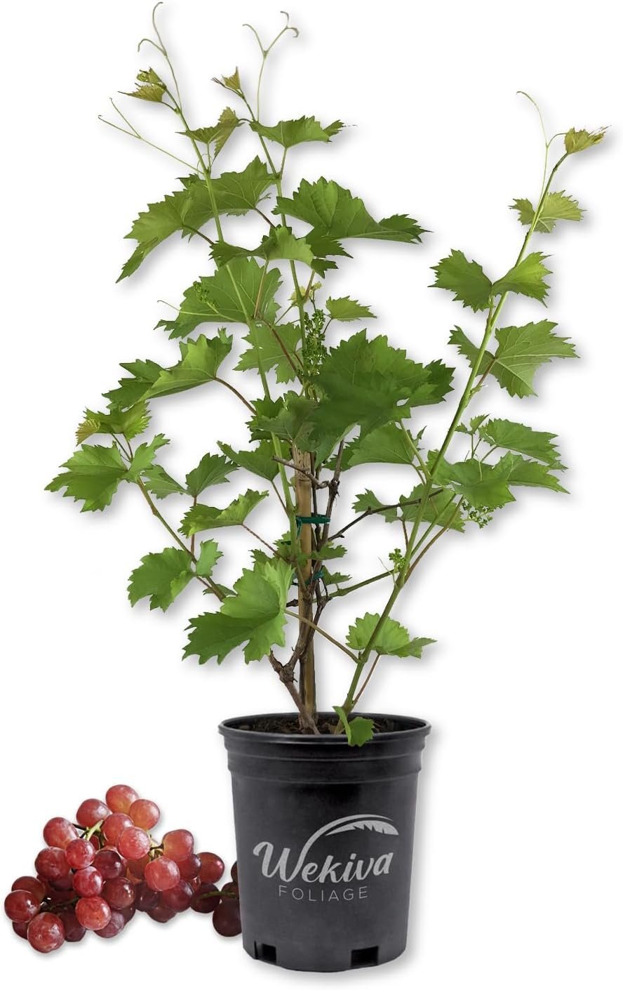 1 gallon pot plant Grape Vine Plant - Live Plant in a 1 Gallon Pot