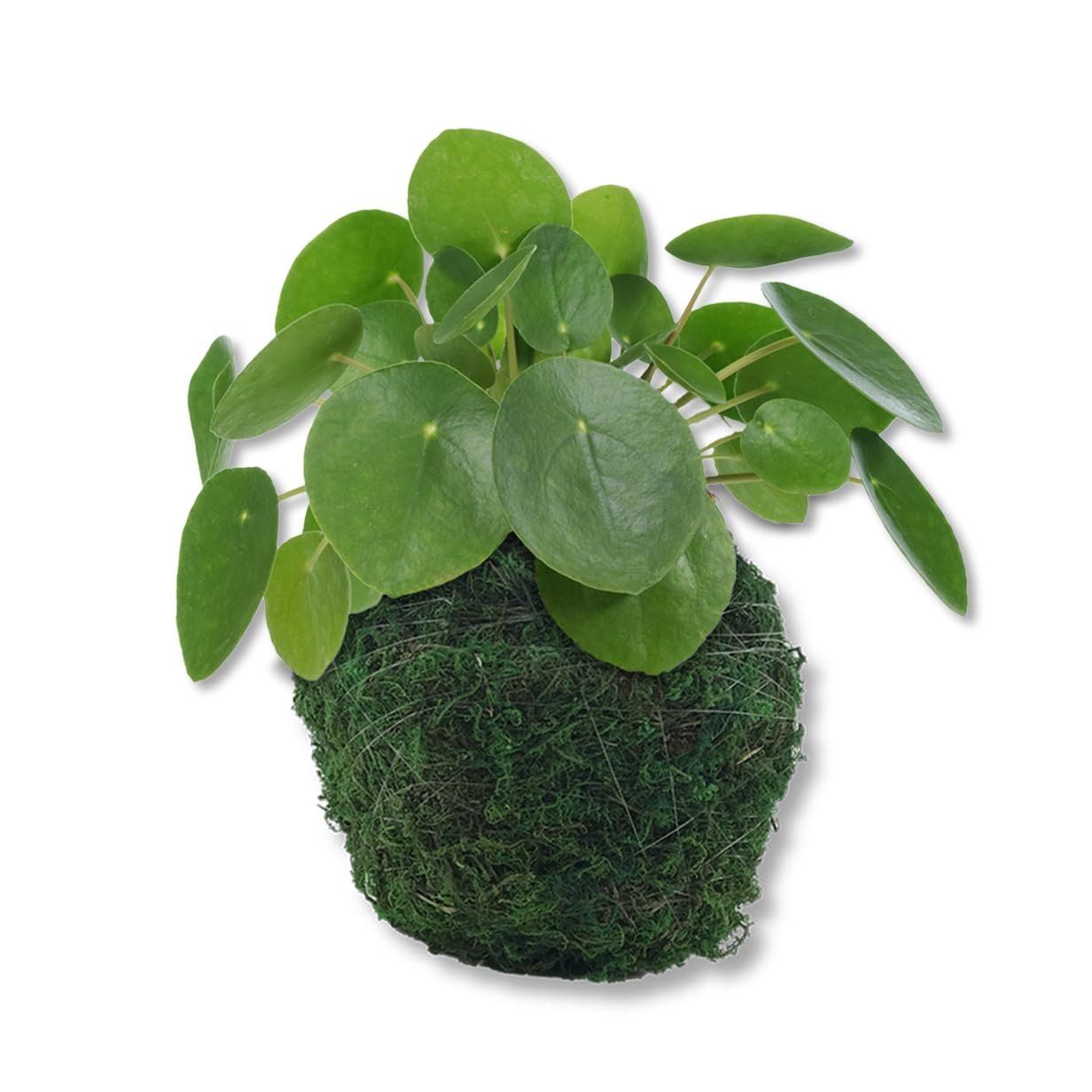 money plant moss Chinese Money Plant in Moss Planter – Live Starter Plant in a 4 Inch D – Wekiva Foliage