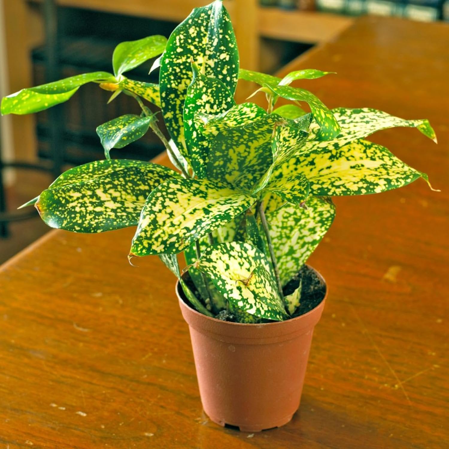 dracaena surculosa punctulata Wekiva Foliage Dracaena Florida Beauty-Live Plant in a 6 in. Growers Pot-Dracaena Surculosa 'Florida Beauty'-Houseplant