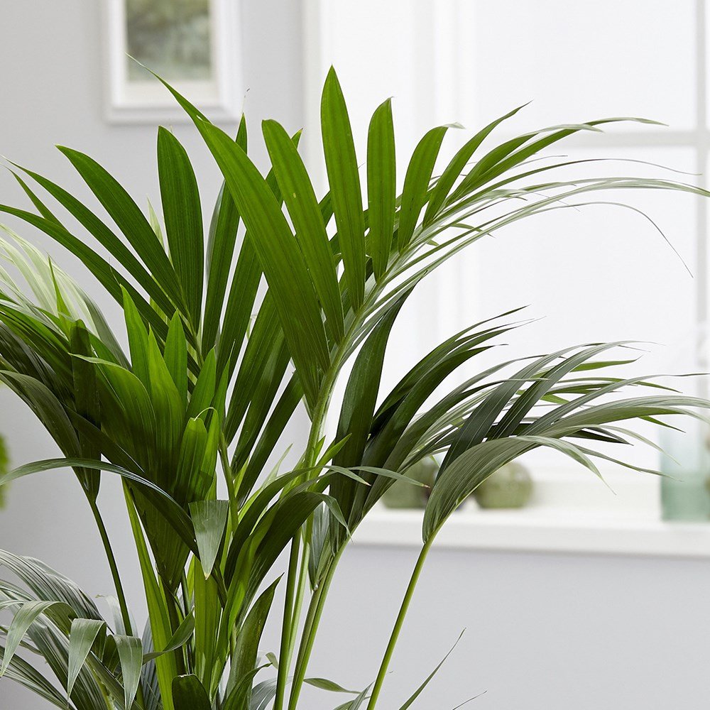 welcome palm plant Kentia Palm - Live Starter Plants in Liners - Howea Forsteriana