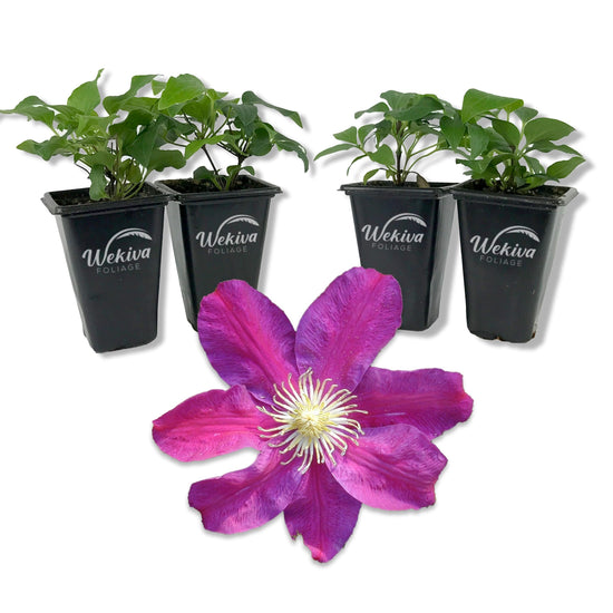 Clematis Sunset - Live Starter Plants in 2 Inch Growers Pots - Starter Plants Ready for The Garden - Beautiful Deep Red and Pink Flowering Vine