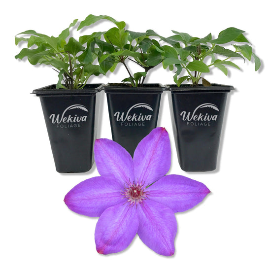 Clematis Elsa Spath - Live Starter Plants in 2 Inch Growers Pots - Starter Plants Ready for The Garden - Beautiful Dark Lavender Flowering Vine