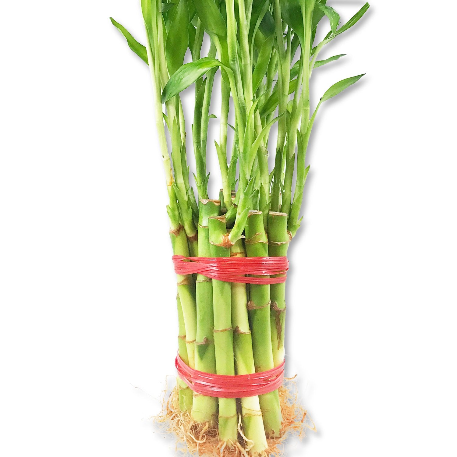 modern lucky bamboo Lucky Indoor Bamboo for Blessings of Powerful Health and Success - 21 Live Stalks - Ships Bare Root