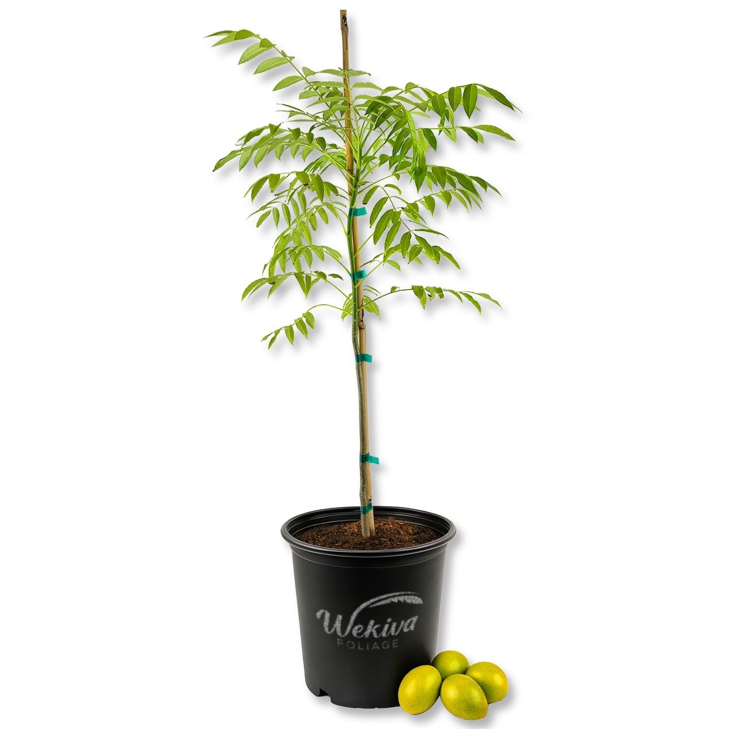 apple plant indoor Amberella Tree - Tahiti Apple - Live Plant in a 3 Gallon Growers Pot - Spondias Dulcis
