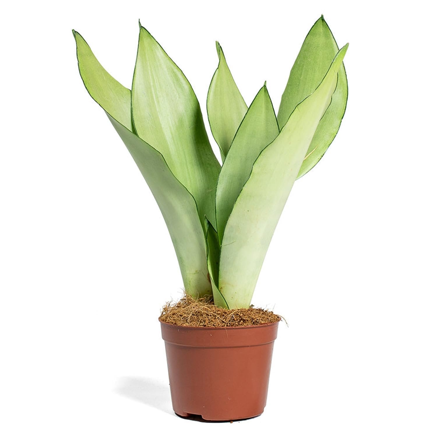 silver snake plant Silver Snake Plant - Live Plants in 4 Inch Pots