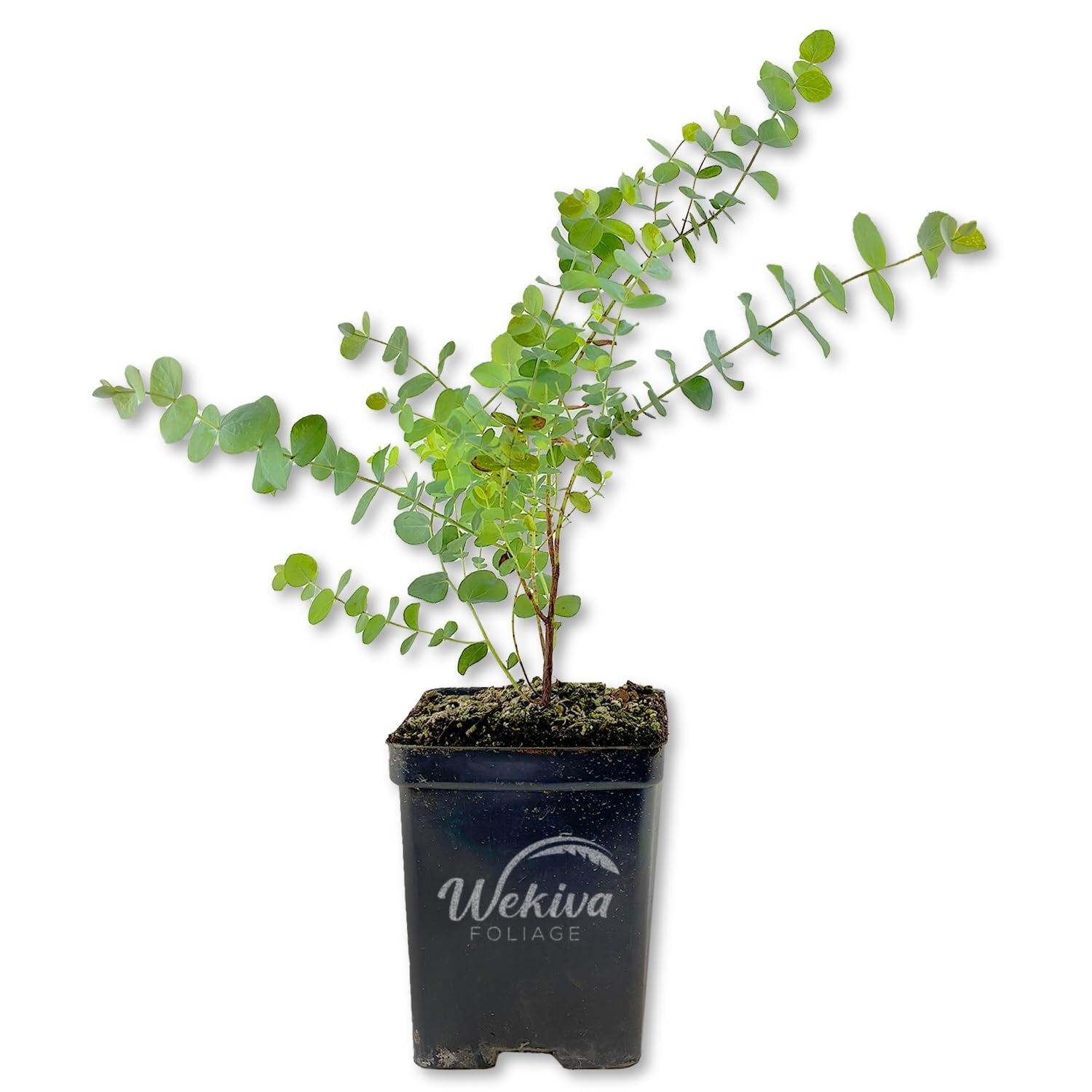 silver dollar eucalyptus potted plant Silver Dollar Eucalyptus - Live Plants in 4 Inch Grower's Pots - Eucalyptus Cinerea