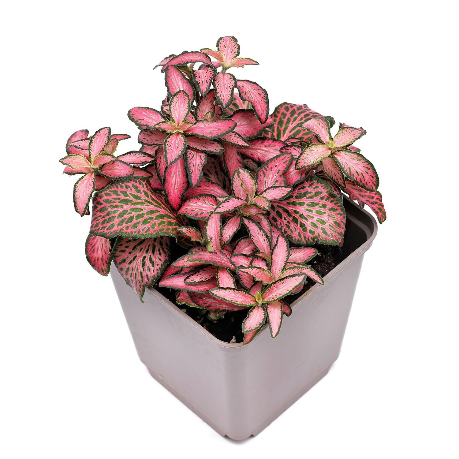 mosaic house plant Wekiva Foliage Red Fittonia Nerve Plant-Live Plants in a 3 Inch Growers Pot-Fittonia Albivenis-Tropical Beauty Mosaic Foliage
