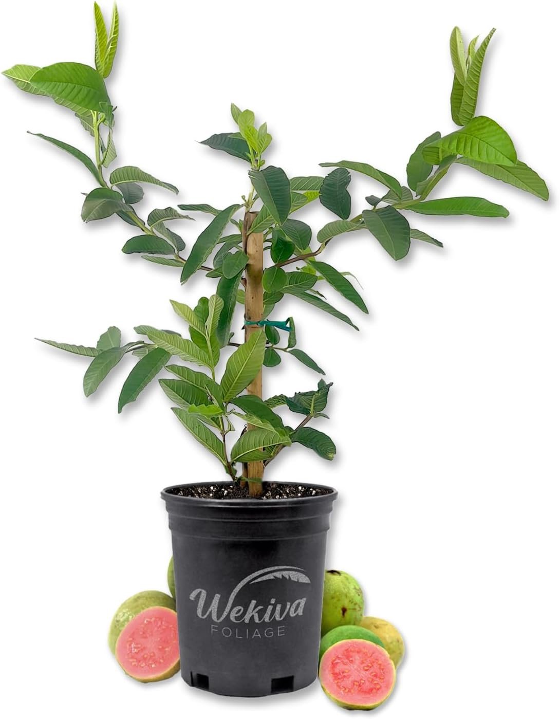guava in pot plant Pink Guava Tree - Live Plant in a 1 Gallon Pot - Psidium Guajava