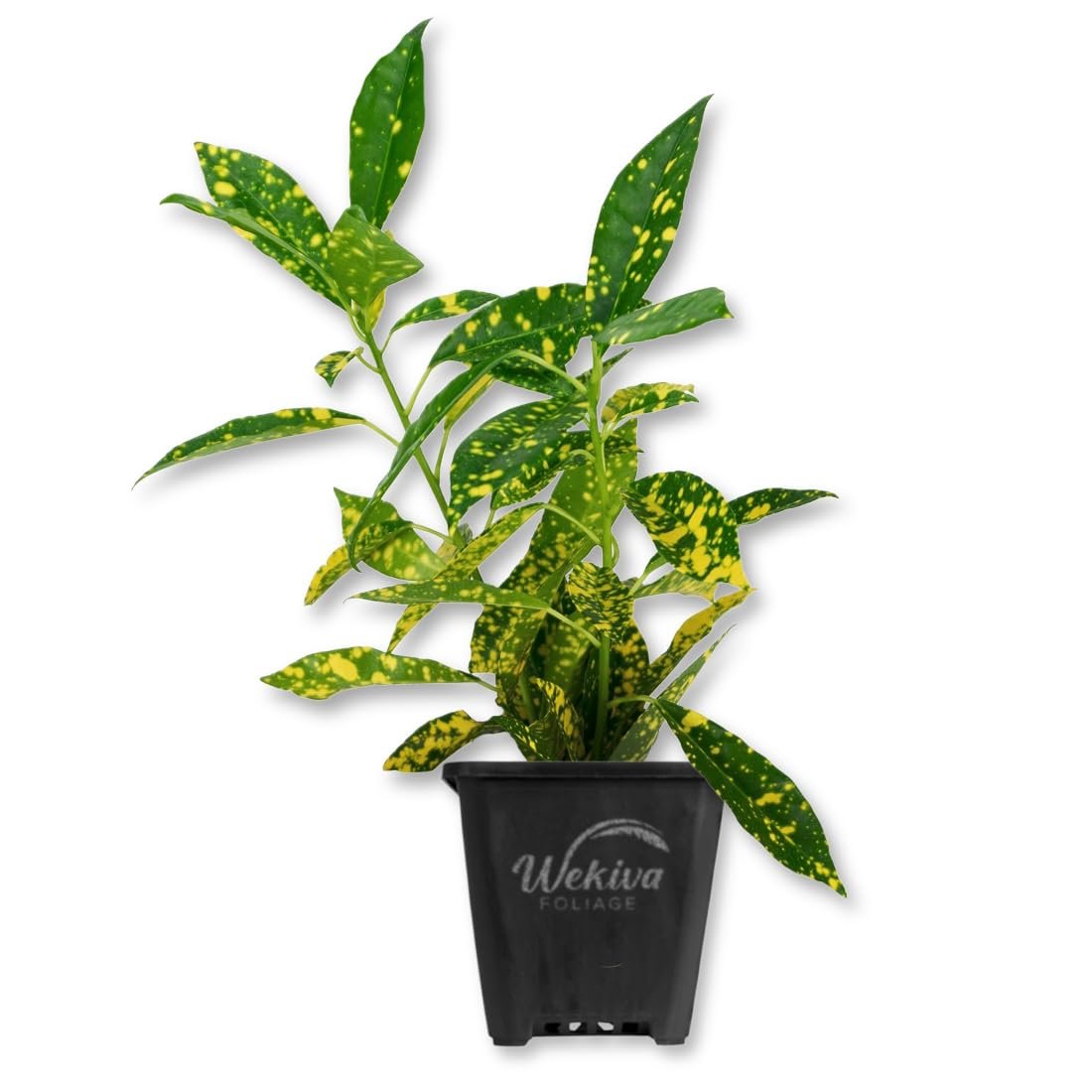 house plant shop croton 'gold dust Croton Gold Dust - Live Starter Plants in 3 Inch Growers Pots