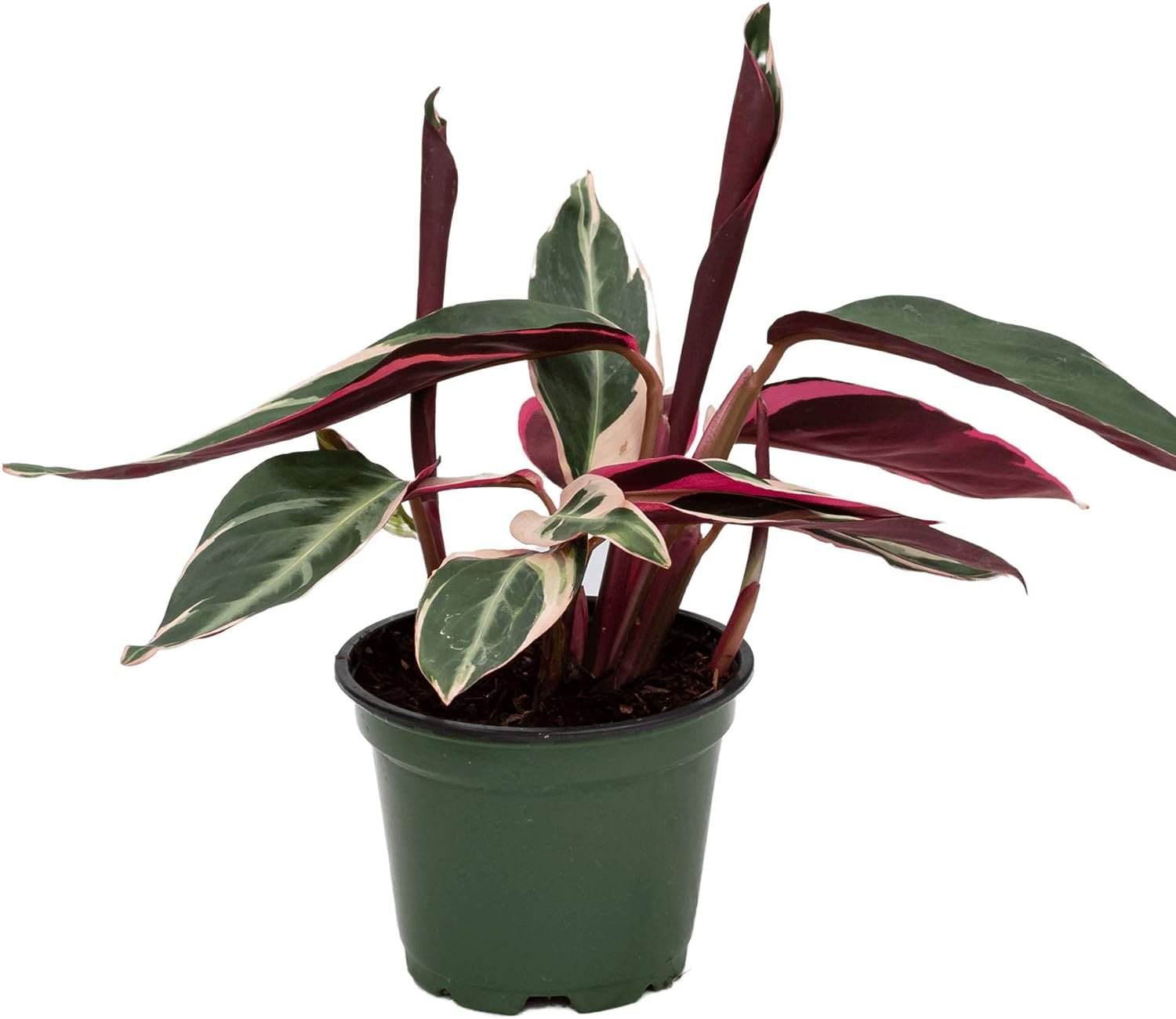 tricolor prayer plant stromanthe triostar Tricolor Stromanthe Prayer Plant - Live Plant in an 4 Inch Pot