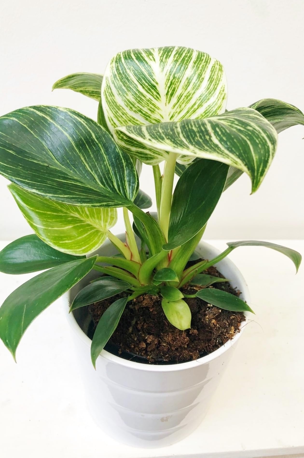 philodendron birkin drooping Wekiva Foliage Birkin Philodendron-White Measure-Live Plant in a 2 Inch Pot-Philodendron Hybrid-Rare Indoor Houseplant