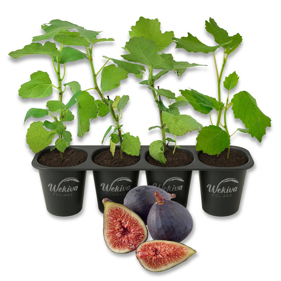 Fig Tree - 4 Live Starter Plants - Ficus Carica - Edible Fruit Tree for The Patio and Garden
